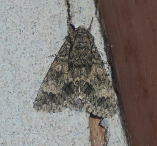 Réf. 288 223 : Subacronicta megacephala